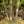 Load image into Gallery viewer, Renaissance Oasis Paper Birch