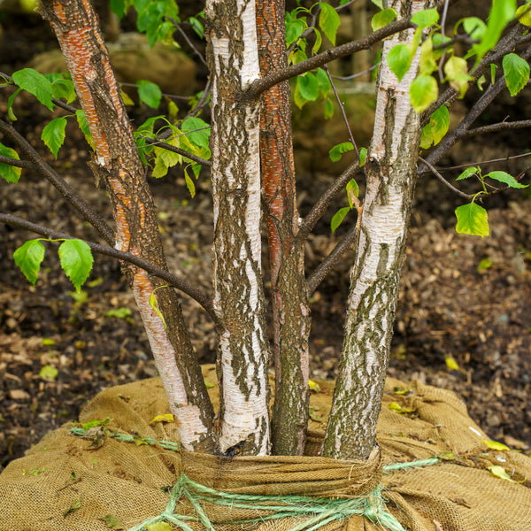 Renaissance Oasis Paper Birch