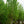Load image into Gallery viewer, Renaissance Oasis Paper Birch