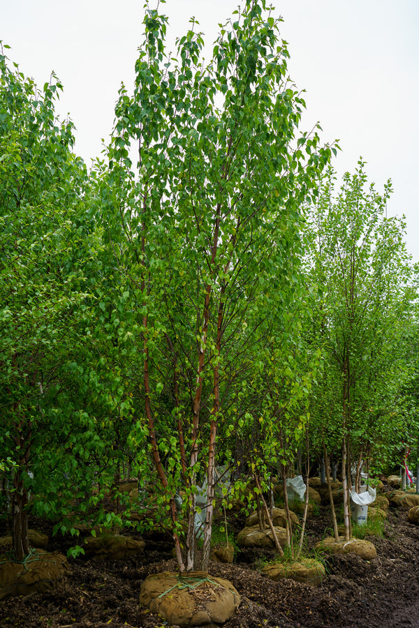 Renaissance Oasis Paper Birch