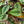 Load image into Gallery viewer, Rex Begonia Vine
