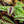 Load image into Gallery viewer, Rex Begonia Vine