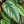Load image into Gallery viewer, Rex Begonia Vine