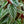 Load image into Gallery viewer, Rex Begonia Vine