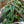 Load image into Gallery viewer, Rex Begonia Vine