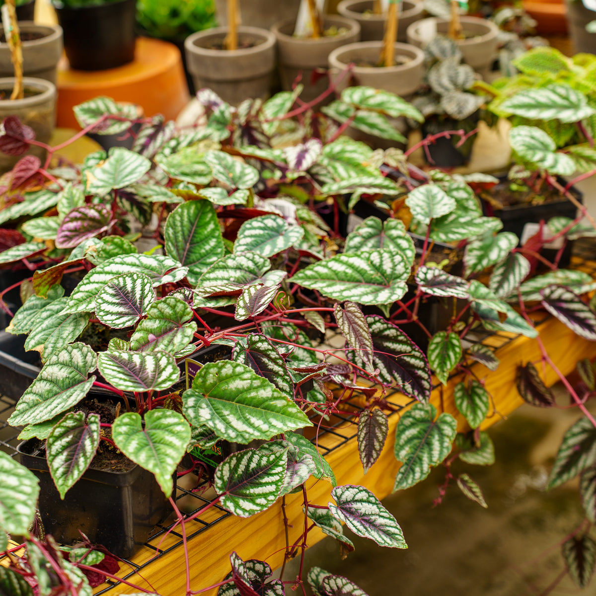 Rex Begonia Vine – Plant Detectives