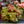 Load image into Gallery viewer, Zumba Rex Begonia
