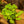 Load image into Gallery viewer, Rex Begonia