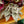Load image into Gallery viewer, Rex Begonia