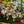 Load image into Gallery viewer, Rex Begonia