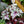 Load image into Gallery viewer, Rex Begonia