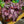 Load image into Gallery viewer, Rex Begonia
