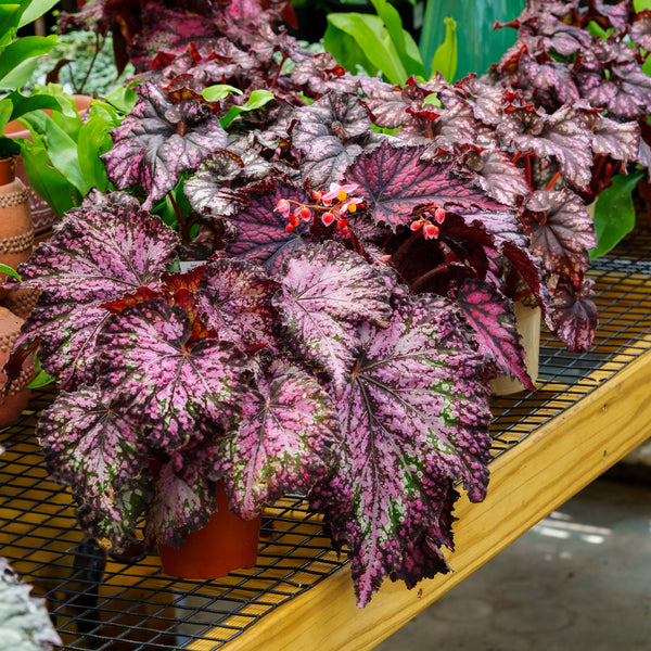 Rex Begonia
