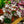 Load image into Gallery viewer, Rex Begonia