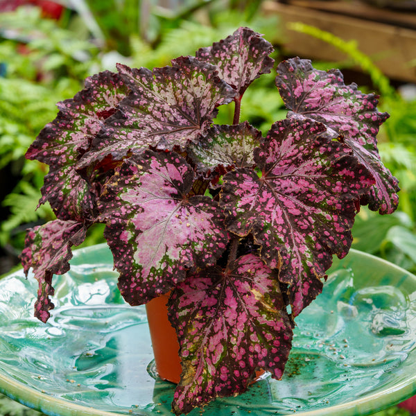 Rex Begonia