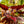 Load image into Gallery viewer, Rex Begonia