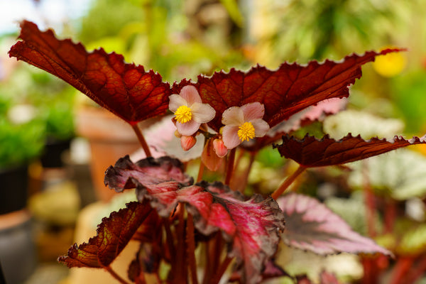 Rex Begonia