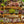 Load image into Gallery viewer, Rex Begonia