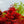 Load image into Gallery viewer, Rhode Island Red Japanese Maple - Japanese Maple - Japanese Maples