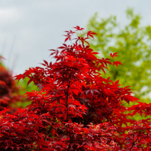 Rhode Island Red Japanese Maple - Japanese Maple - Japanese Maples