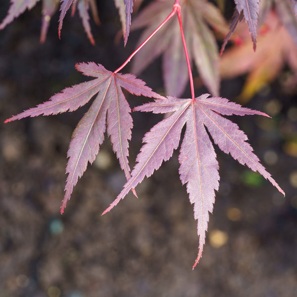 Rhode Island Red Japanese Maple - Japanese Maple - Japanese Maples