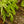 Load image into Gallery viewer, Ribbon Fern