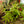 Load image into Gallery viewer, Ribbon Fern