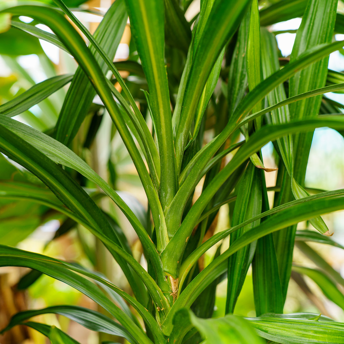 Rikki Dracaena – Plant Detectives