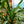 Load image into Gallery viewer, Rikki Cane Dracaena