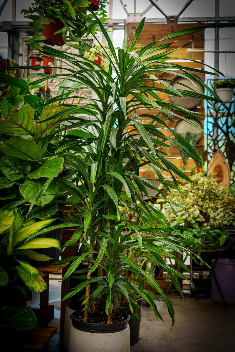 Rikki Dracaena – Plant Detectives