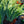 Load image into Gallery viewer, Rio Vista Bearded Iris