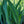 Load image into Gallery viewer, Rio Vista Bearded Iris