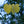 Load image into Gallery viewer, Rise 'N Shine Eastern Redbud