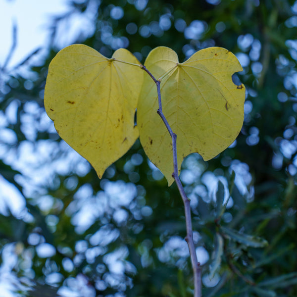 Rise 'N Shine Eastern Redbud