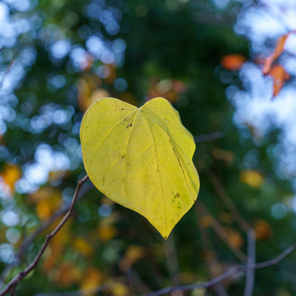 Rise 'N Shine Eastern Redbud