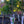 Load image into Gallery viewer, Rise 'N Shine Eastern Redbud