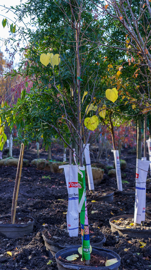 Rise 'N Shine Eastern Redbud