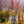 Load image into Gallery viewer, Rising Sun Redbud - Redbud - Flowering Trees