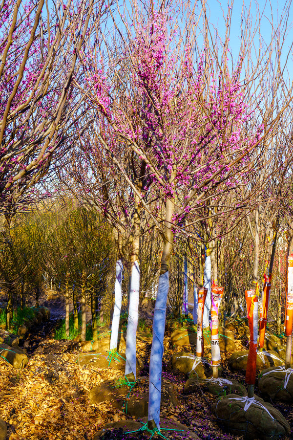 Rising Sun Eastern Redbud