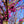 Load image into Gallery viewer, Rising Sun Redbud - Redbud - Flowering Trees