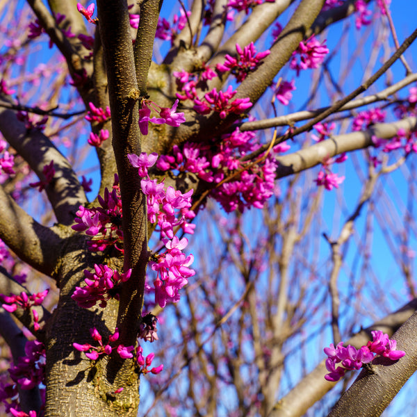Rising Sun Eastern Redbud