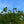 Load image into Gallery viewer, Rising Sun Eastern Redbud