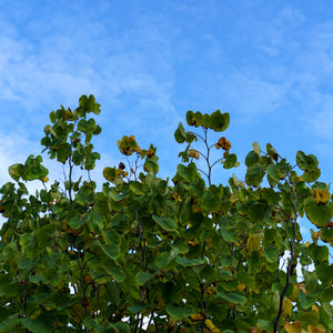 Rising Sun Eastern Redbud