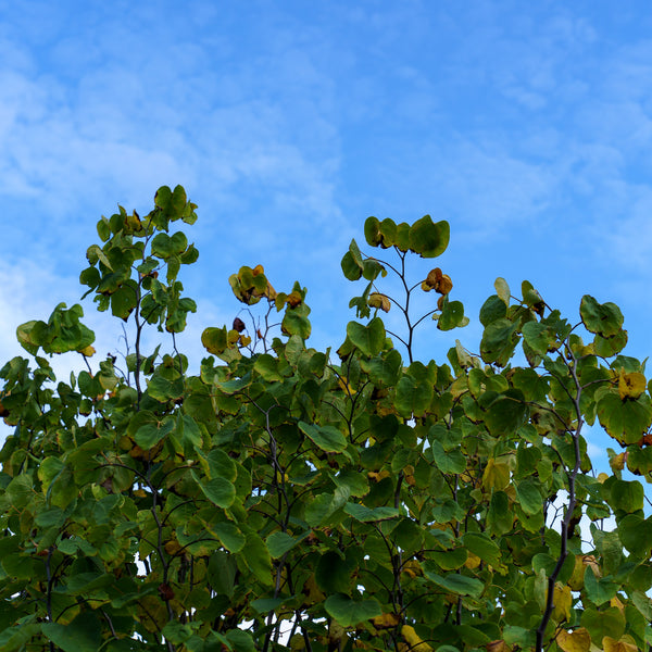 Rising Sun Eastern Redbud