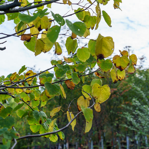 Rising Sun Eastern Redbud