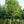 Load image into Gallery viewer, Rising Sun Eastern Redbud