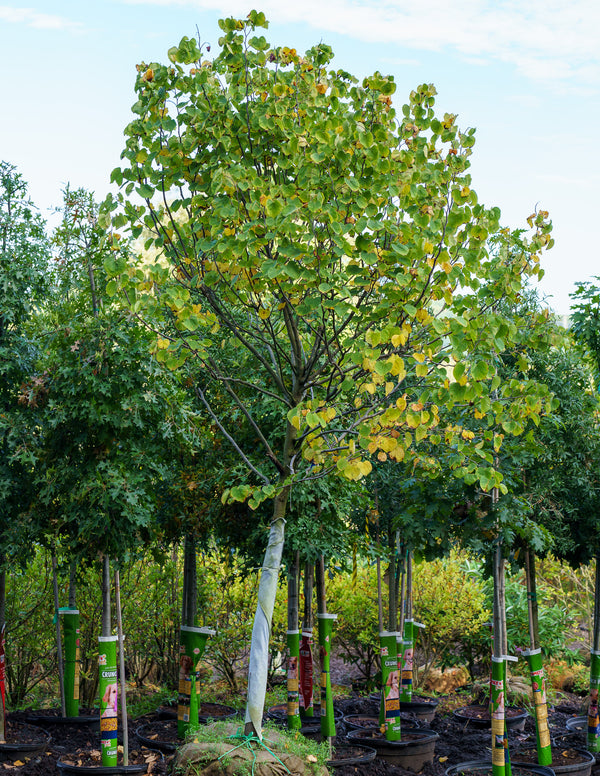 Rising Sun Eastern Redbud