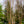 Load image into Gallery viewer, River Birch - Birch - Shade Trees