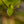Load image into Gallery viewer, River Birch - Birch - Shade Trees
