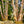 Load image into Gallery viewer, River Birch - Birch - Shade Trees